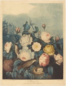 Roses, 1805. Creator: Richard Earlom.
