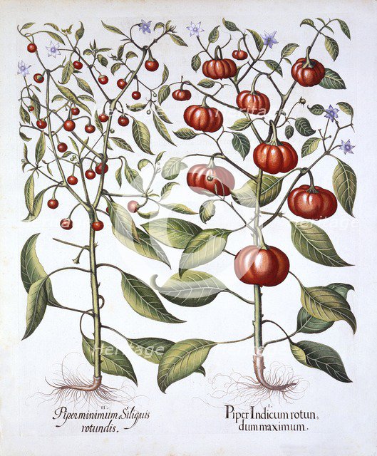 Chili Pepper [Nightshade Family], from 'Hortus Eystettensis', by Basil Besler (1561-1629), pub. 1613