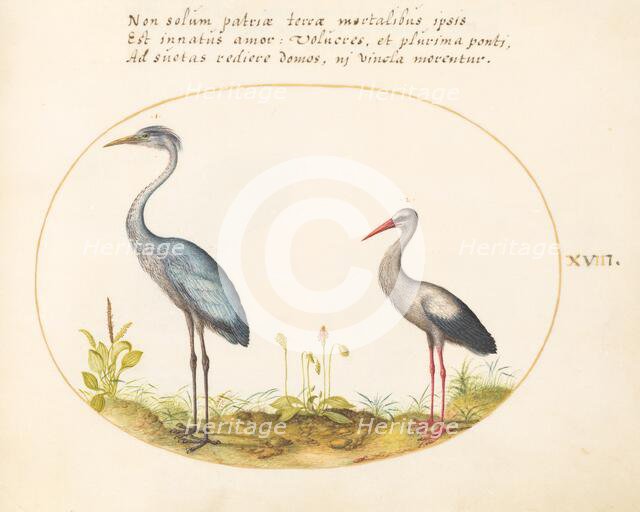 Animalia Volatilia et Amphibia (Aier): Plate XVIII, c. 1575/1580. Creator: Joris Hoefnagel.