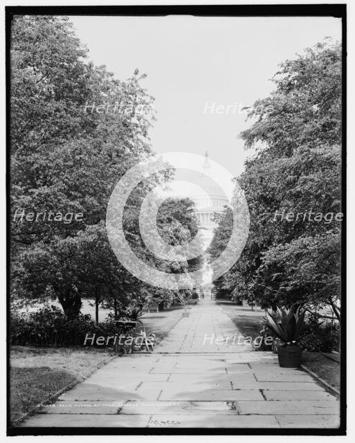 Palm Avenue, botanical gardens, Washington, D.C., c1907. Creator: Unknown.