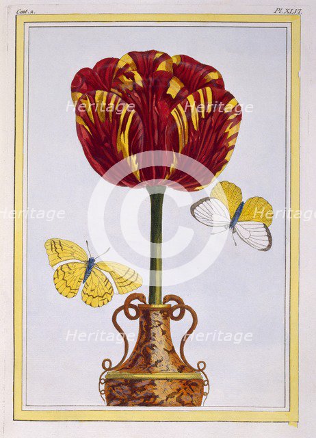 Tulip 'Le Drap d'Or,  pub. 1776. Creator: Pierre Joseph Buchoz (1731-1807).