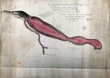 Post mortem of a trained cormorant named 'Hobblegobble': partial dissection showing the head...1876. Creator: Francis Henry Salvin.