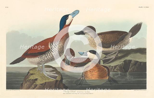 Ruddy Duck, 1836. Creator: Robert Havell.