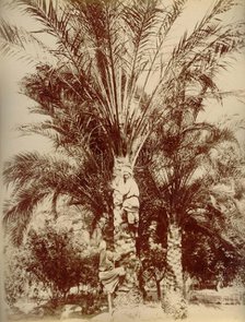 Egypt, 1880. Creator: Hippolyte Arnoux.