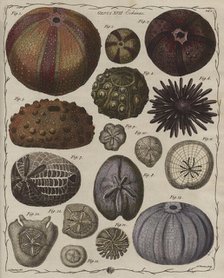 'Echinus' (Sea urchins), 1781. Creator: James Newton.