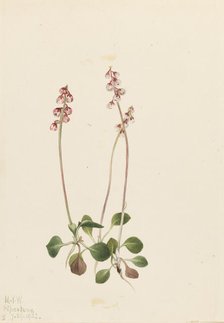 Small Pyrola (Pyrola minor), 1922. Creator: Mary Vaux Walcott.