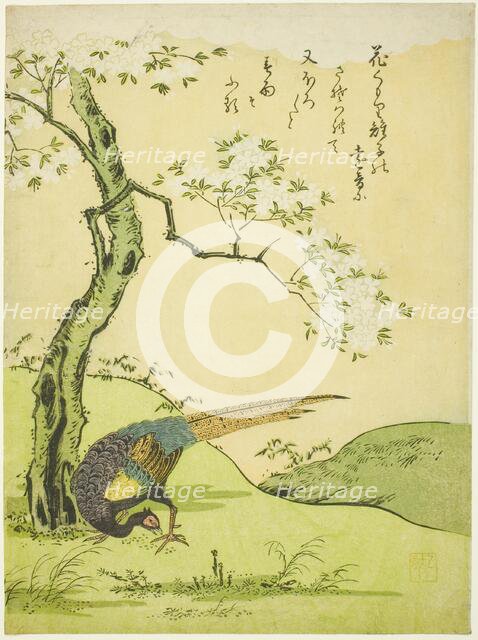 Cherry Tree and Pheasant, Japan, 1765. Creator: Komatsuya Hyakki.