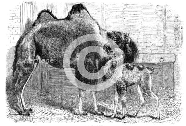 Camel and young, 1864. Creator: Pearson.