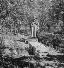 Possibly: Harvesting pears, Pleasant Hill Orchards, Yakima Valley, Washington, 1939. Creator: Dorothea Lange.
