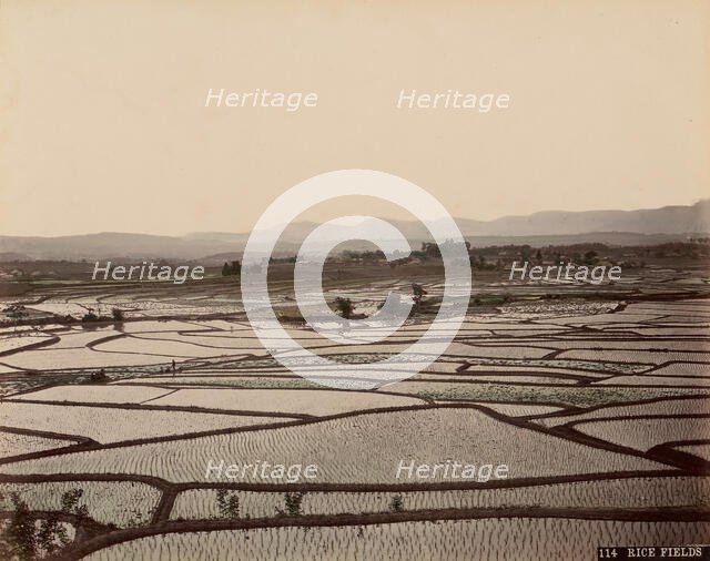 Rice Fields, 1870s-80s. Creator: Unknown.