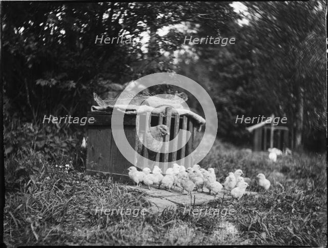 Clayton's Farm, Speldhurst, Tunbridge Wells, Kent, 1911. Creator: Katherine Jean Macfee.