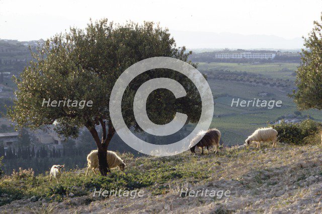 Sheep near Knossos with Olive tree in April at dusk, Crete, c20th century. Artist: CM Dixon.