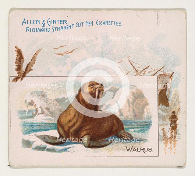 Walrus, from Quadrupeds series (N41) for Allen & Ginter Cigarettes, 1890. Creator: Allen & Ginter.