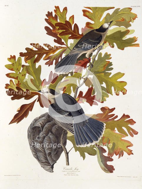 The grey jay. From "The Birds of America", 1827-1838. Creator: Audubon, John James (1785-1851).