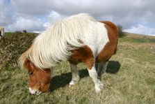 Dartmoor Pony, Dartmoor, Devon