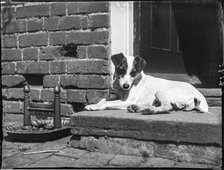 Jack (a terrier) sitting on a doorstep beside a boot scraper, Buckinghamshire, 1910. Creator: Katherine Jean Macfee.