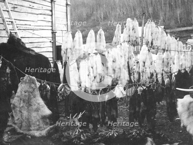 Collected furs in the city of Petropavlovsk-Kamchatsky., 1910-1929. Creator: Ivan Emelianovich Larin.