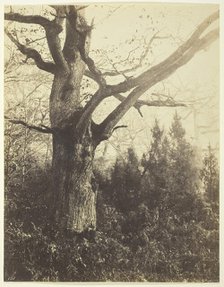 Untitled [tree], c. 1860. Creator: Eugène Cuvelier.