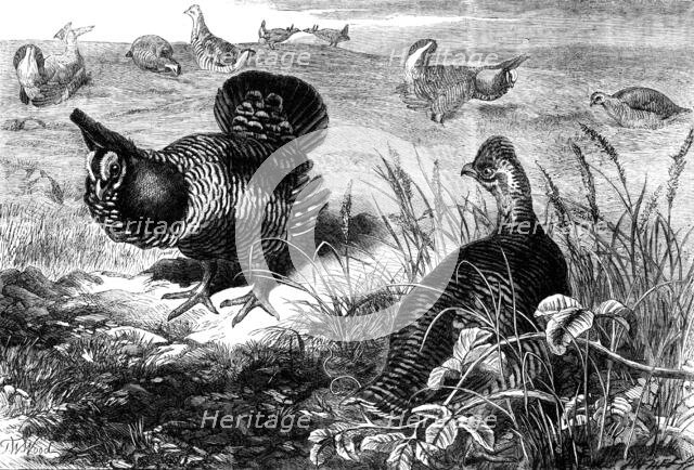 The Prairie Grouse in the Zoological Society's Gardens, Regent's Park, 1862. Creator: Unknown.
