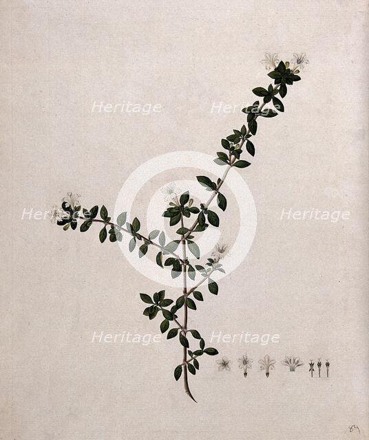 Serissa japonica (Thunb) Thunb: flowering stem and floral segments, (17--). Creator: Unknown.