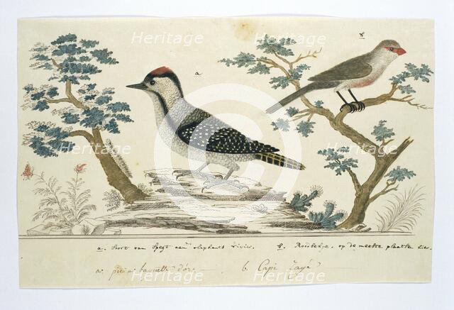 Dendropicos fuscescens (Cardinal woodpecker)and Estrilda astrild (Common waxbill), 1777-1786. Creator: Robert Jacob Gordon.