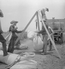 Weighing cotton near Robstown, Texas, 1936. Creator: Dorothea Lange.