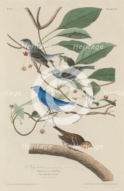 Indigo Bird, 1829. Creator: Robert Havell.