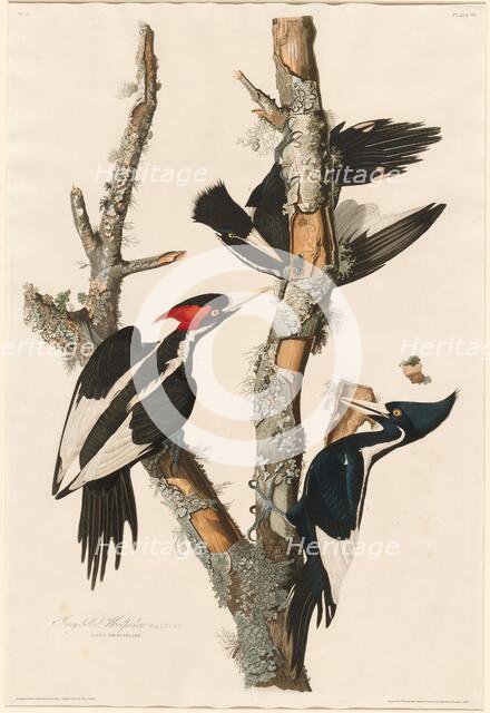 Ivory-billed Woodpecker, 1829. Creator: Robert Havell.