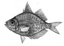 Fish, 1777-1783. Creator: Bhawani Das.