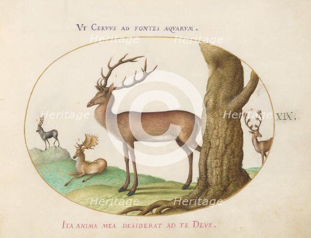 Animalia Qvadrvpedia et Reptilia (Terra): Plate XIX, c. 1575/1580. Creator: Joris Hoefnagel.