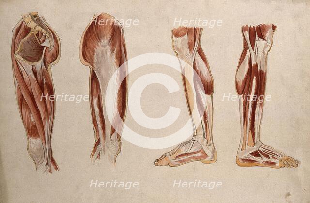 Muscles of the leg and foot: four écorché figures, 1880. Creator: Adele Mongredien.