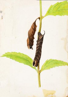 Curled Dead Leaf Mimicking Sphinx Caterpillar..., early 20th century. Creator: Gerald H. Thayer.
