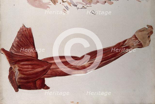 Dissection showing the muscles of the arm and shoulder, back view, (1833?). Creator: Johann Conrad Zeller.