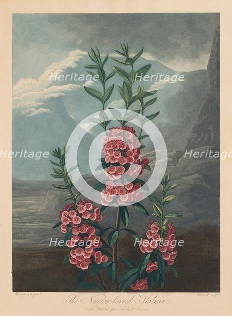 The Temple of Flora, or Garden of Nature: The Narrow-leaved Kalmia, Mountain Laurel, 1804. Creator: Robert John Thornton (British, 1768-1837).