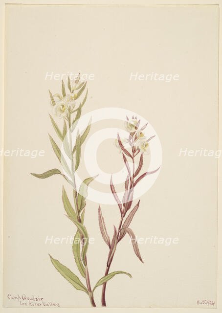 Pedicularis raremosa, 1904. Creator: Mary Vaux Walcott.