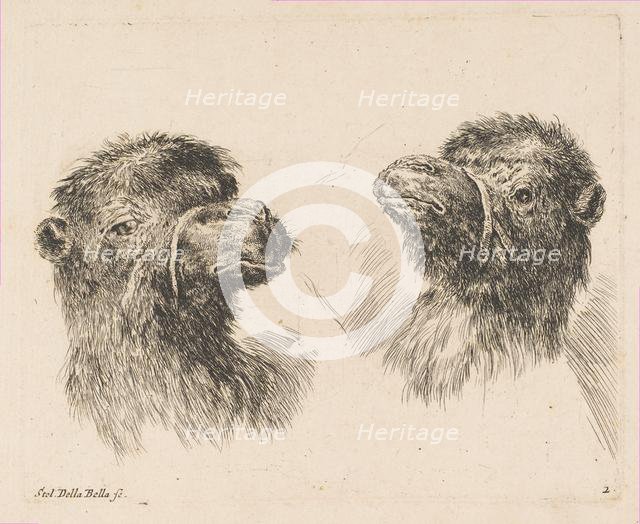 Two Camel Heads, ca. 1641. Creator: Stefano della Bella.