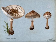 Shaggy parasol mushrooms (Lepiota rhacodes): three fruiting bodies, 1888. Creator: R Baker.