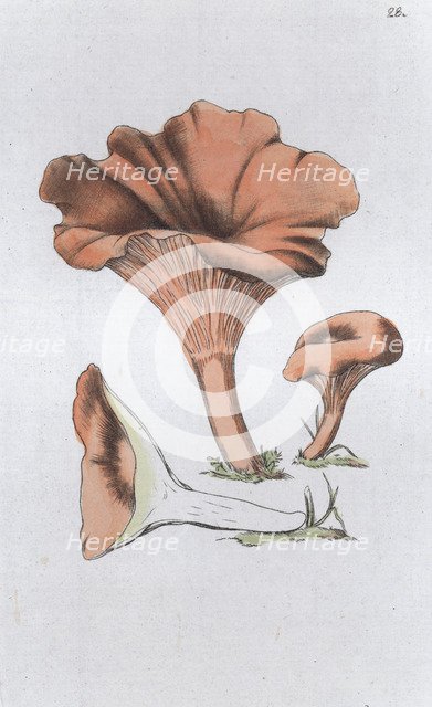 Merulius cantharellus, 1804-1811. Artist: Johan Wilhelm Palmstruch
