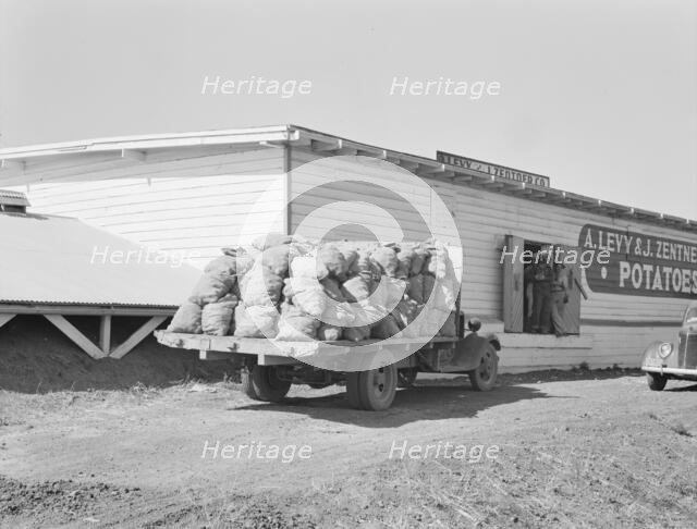 Potato shed during season, across the road from the..., Tulelake, Siskiyou County, California, 1939. Creator: Dorothea Lange.