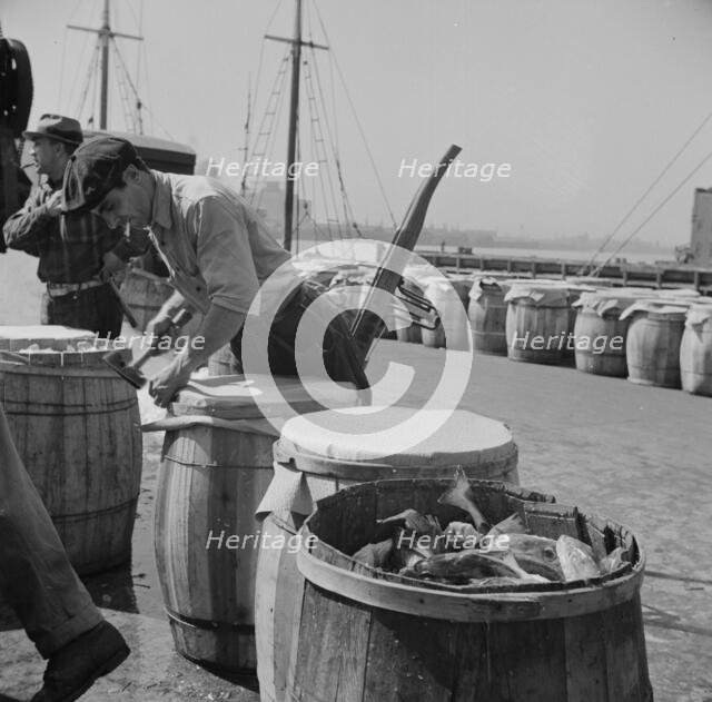 Packing fish in barrels at the Fulton fish market, New York, 1943. Creator: Gordon Parks.