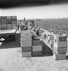 Pea harvest, Large-scale industrialized agriculture on Sinclair Ranch, Imperial Valley, CA, 1939. Creator: Dorothea Lange.