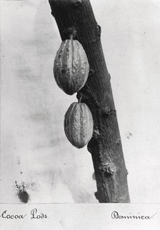 Cocoa pods on a bush, Dominica, 1897. Artist: Unknown