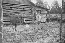 Burroughs children and cow near the barn, Hale County, Alabama, 1936. Creator: Walker Evans.