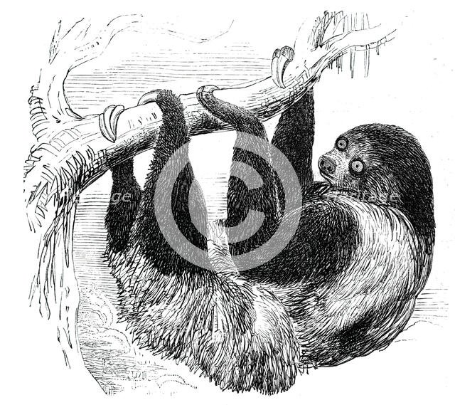 Sloth at the Zoological Gardens, Regent's Park, 1844. Creator: Unknown.