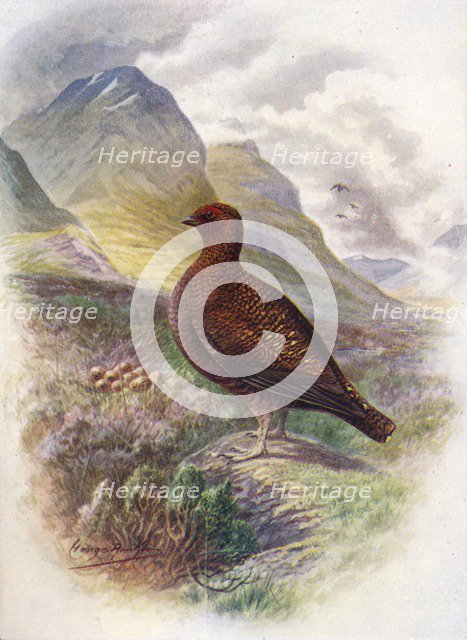 'Red Grouse - Lago'pus scot'icus', c1910, (1910). Artist: George James Rankin.
