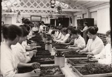 Sorting blackcurrants, Rowntree factory, York, Yorkshire, 1920. Artist: Unknown