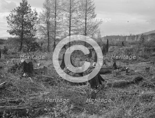 Ex-Nebraska farmer and the piece of land which he hopes to clear..., Bonner County, Idaho, 1939. Creator: Dorothea Lange.