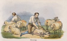 'Shearing', c1845. Artist: Benjamin Waterhouse Hawkins
