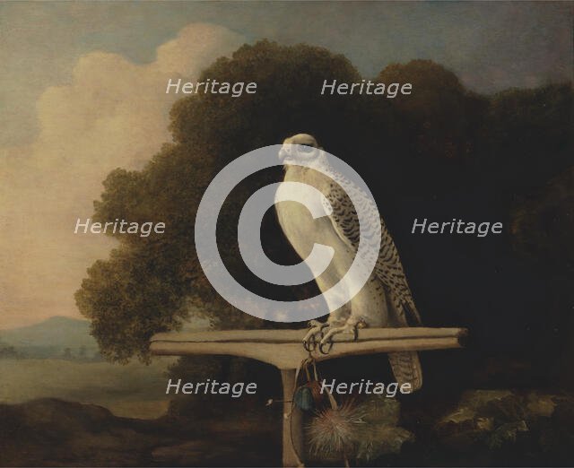 Greenland Falcon;Gyr Falcon, 1780. Creator: George Stubbs.