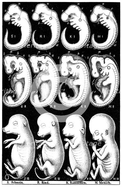 Haeckel's comparision of embryos of Pig, Cow, Rabbit and Man. Artist: Ernst Haeckel